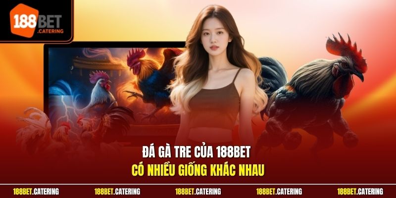 Đá gà tre của 188BET có nhiều giống khác nhau
